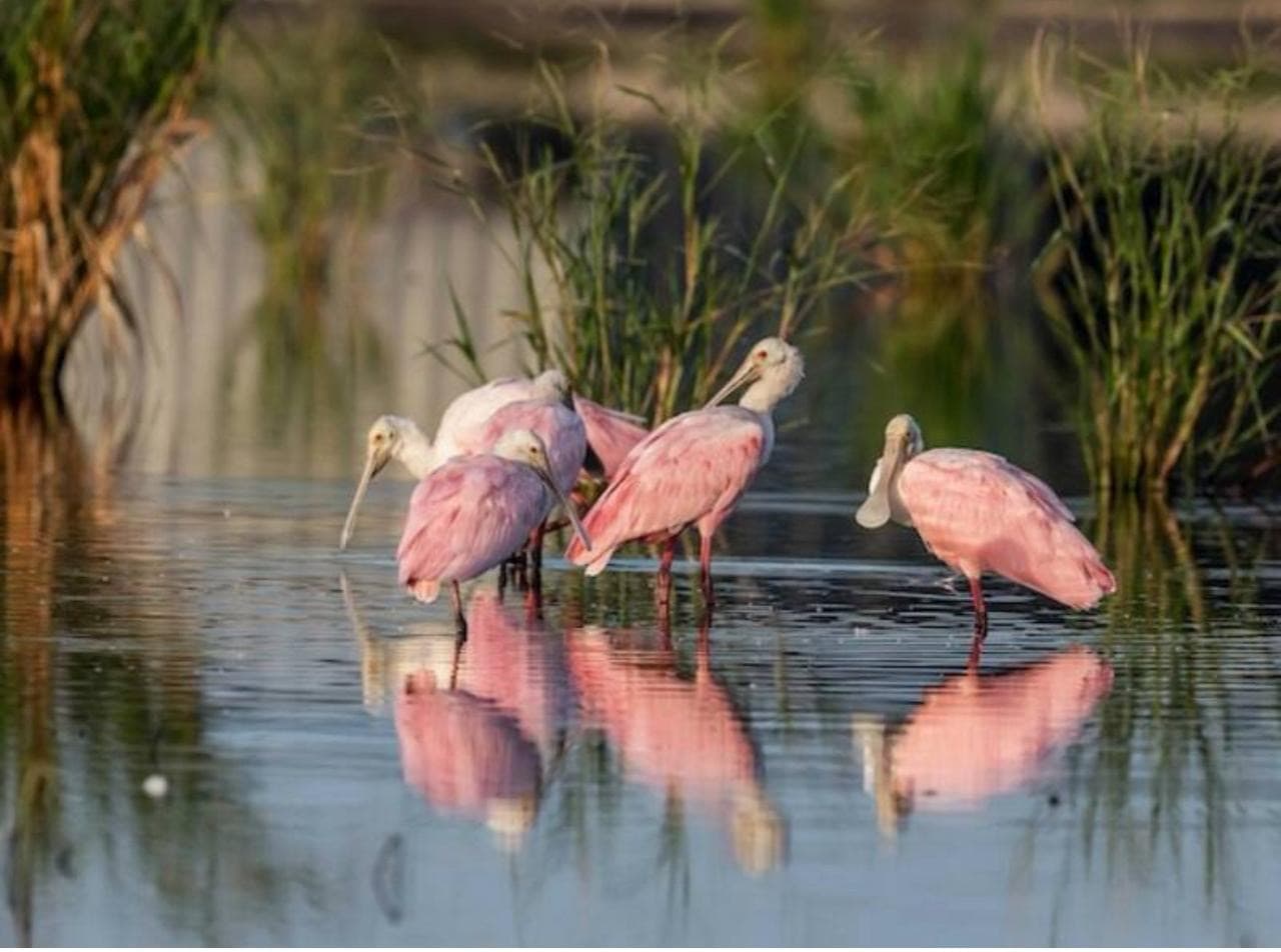 Bird Watching gallery image 2