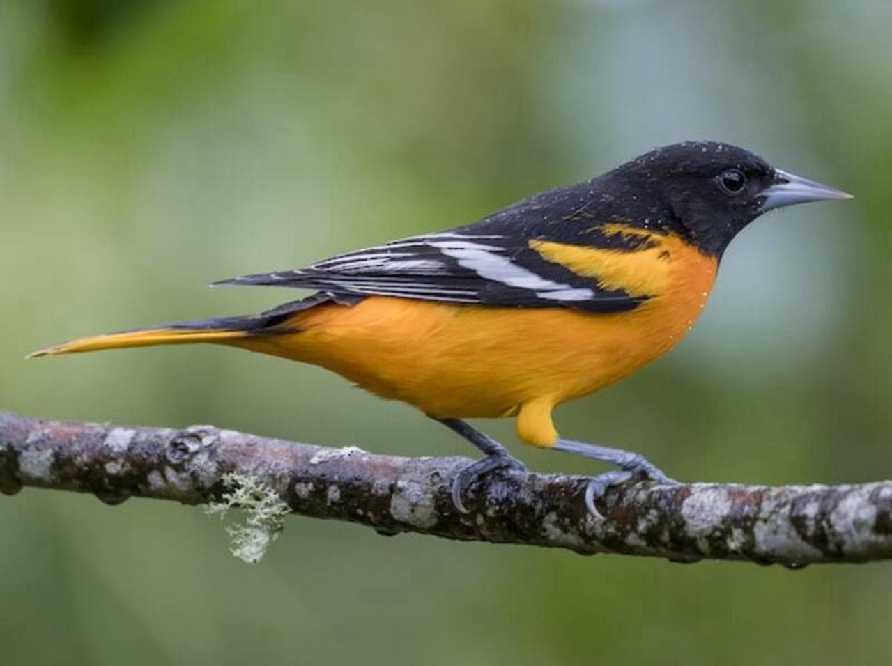 Bird Watching gallery image 3