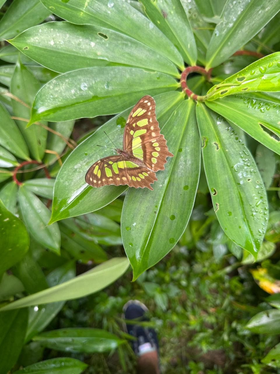 Beautiful nature of Nosara, Costa Rica